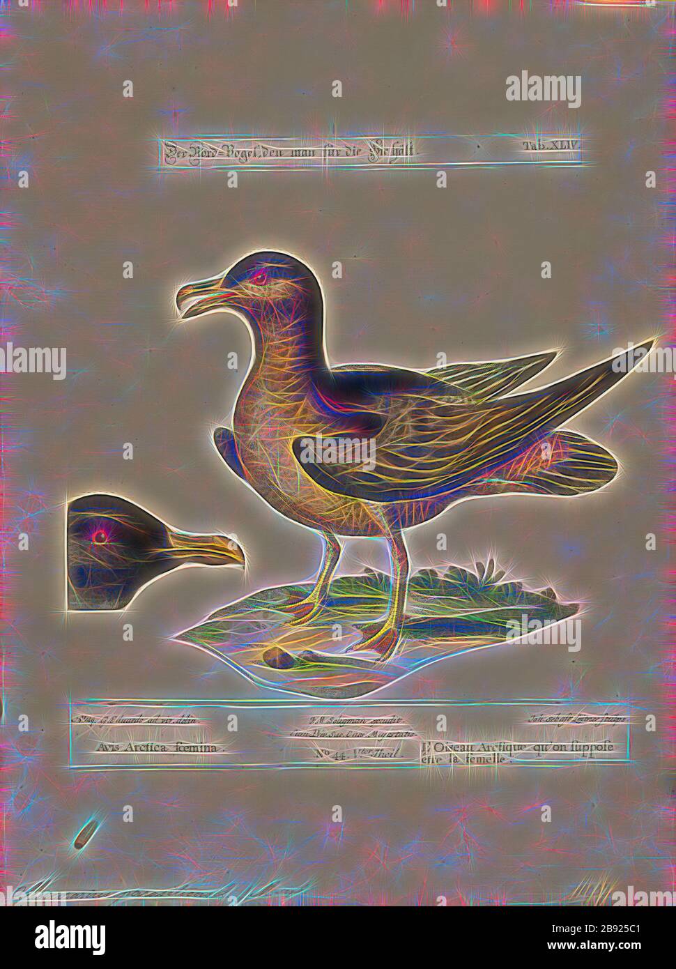 Stercorarius parasiticus, Print, der parasitäre jaeger (Stercorarius parasiticus), auch Arktische Skua, Arktische jaeger oder parasitäre Skua genannt, ist ein Seevogelvogel in der Skua-Familie Stercorariiiden. Das Wort jaeger leitet sich vom deutschen Wort Jäger ab, was Jäger bedeutet. Die englische Skua stammt vom färöischen Namen skúgvur für die große Skua, wobei die Insel Skúvoy für ihre Kolonie dieses Vogels bekannt ist. Die allgemeine färöische Bezeichnung für Skuas lautet kjógvi. Der Gattungsname Stercorarius ist lateinisch und bedeutet Dung, die von anderen Vögeln zerfurchte Nahrung, wenn sie von Skuas verfolgt wurde, wurde einst als Exkrement gedacht. Das Speci Stockfoto