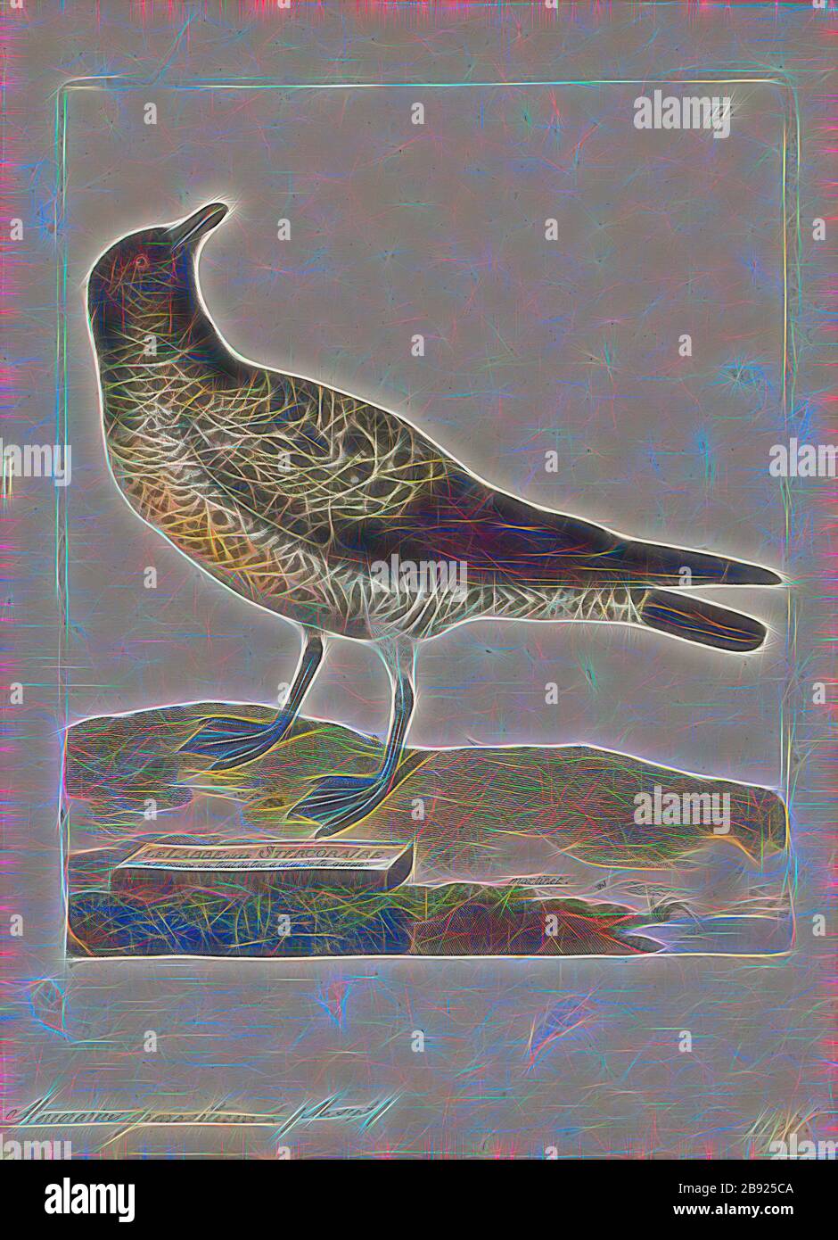 Stercorarius parasiticus, Print, der parasitäre jaeger (Stercorarius parasiticus), auch Arktische Skua, Arktische jaeger oder parasitäre Skua genannt, ist ein Seevogelvogel in der Skua-Familie Stercorariiiden. Das Wort jaeger leitet sich vom deutschen Wort Jäger ab, was Jäger bedeutet. Die englische Skua stammt vom färöischen Namen skúgvur für die große Skua, wobei die Insel Skúvoy für ihre Kolonie dieses Vogels bekannt ist. Die allgemeine färöische Bezeichnung für Skuas lautet kjógvi. Der Gattungsname Stercorarius ist lateinisch und bedeutet Dung, die von anderen Vögeln zerfurchte Nahrung, wenn sie von Skuas verfolgt wurde, wurde einst als Exkrement gedacht. Das Speci Stockfoto