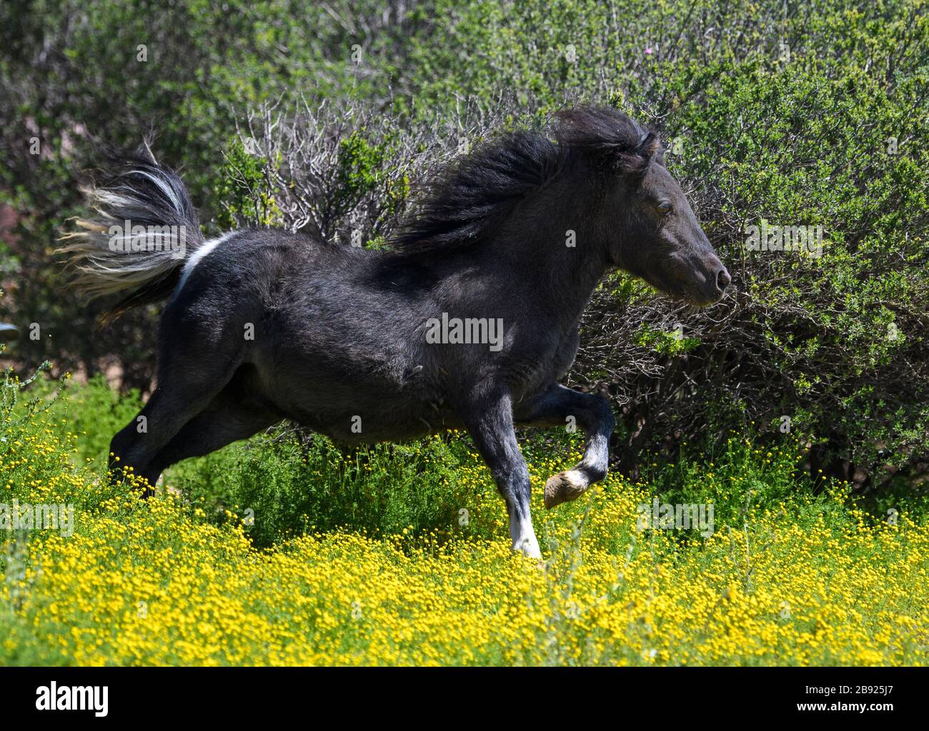 Schwarzes Miniaturpferd, das in der Bürste spielt und läuft Stockfoto