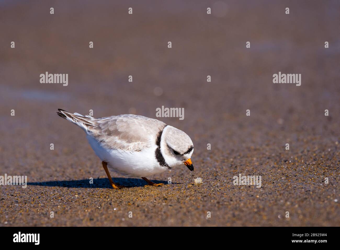 Biesenpflaum auf der Suche nach Essen im Sand am Strand. Stockfoto