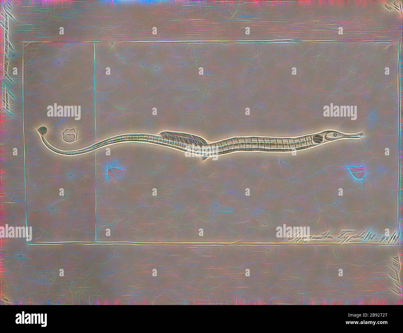 Syngnathus acus, Print, der größere Pimpefisch (Syngnathus acus) ist ein Pimpefisch der Familie Syngnathidipsen. Es ist ein Meerwasserfisch und die Typusart der Gattung Syngnathus., 1700-1880, von Gibon neu erdacht, Design von warmem, fröhlichem Leuchten von Helligkeit und Lichtstrahlen. Klassische Kunst mit moderner Note neu erfunden. Fotografie, inspiriert vom Futurismus, die dynamische Energie moderner Technologie, Bewegung, Geschwindigkeit und Kultur revolutionieren. Stockfoto