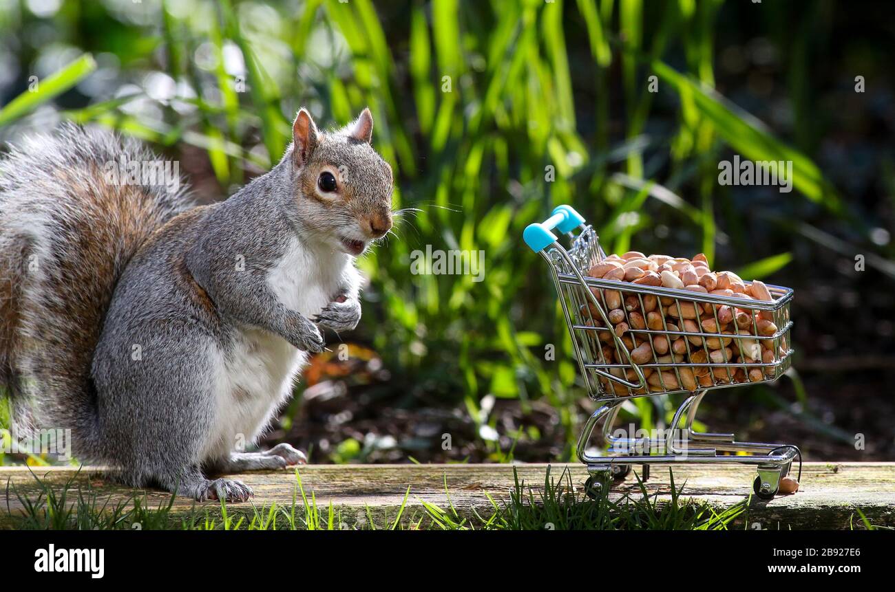 Southampton, Hampshire. März 2020. Wetter in Großbritannien: Ein Kürbis stampft Nüsse in einem sonnigen Hintergarten. Schreiben Sie Stuart Martin/Alamy Live News Stockfoto