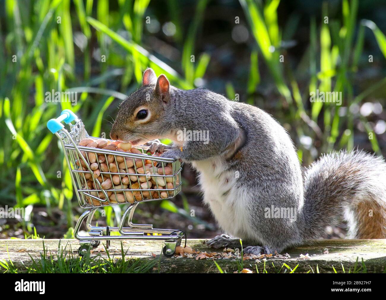 Southampton, Hampshire. März 2020. UK Wetter: Ein Eichhörnchen, das Nüsse in einem sonnigen Garten hinter dem Haus vorrattet. Stockfoto