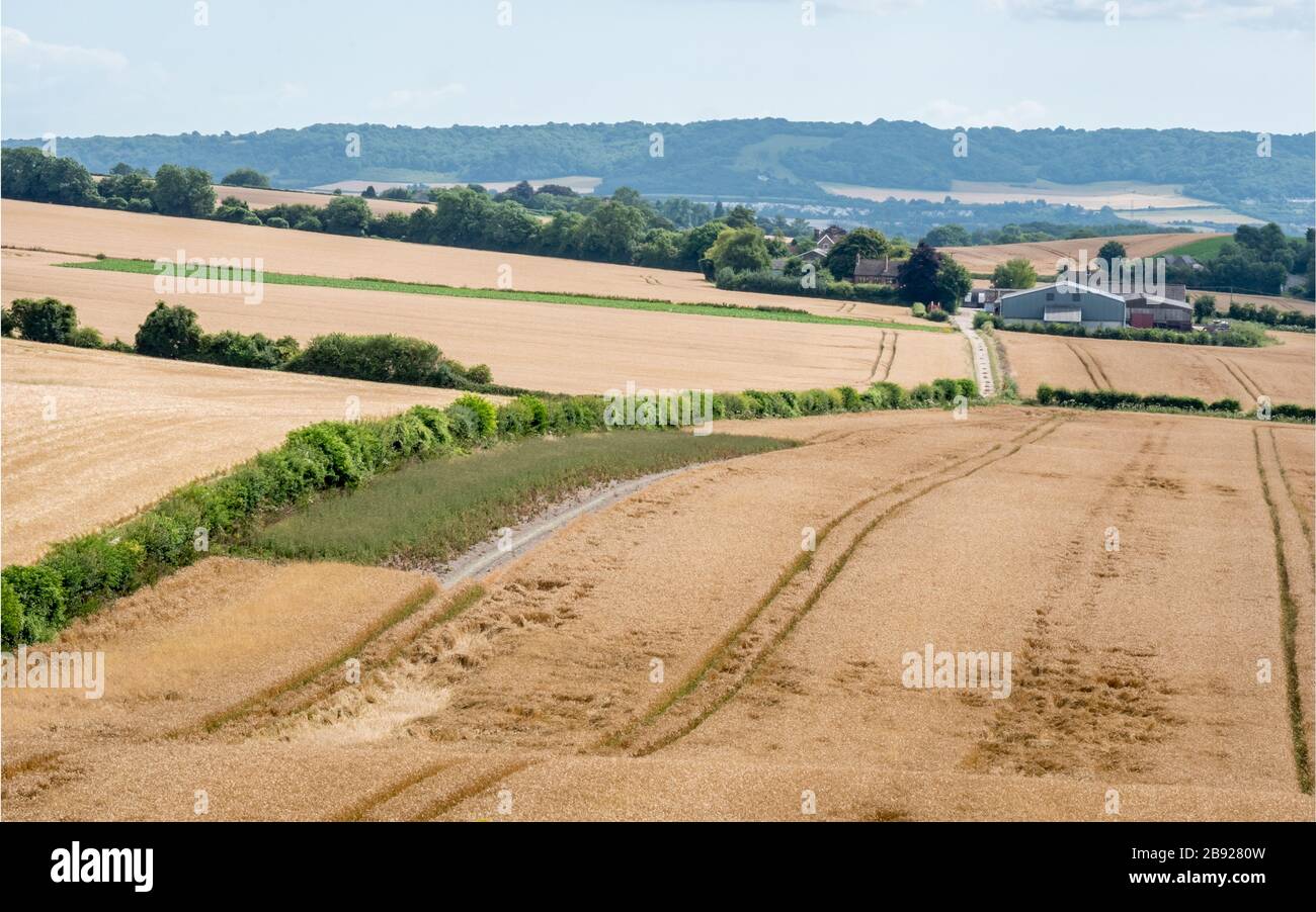 Feldweizenanbau, Kent, England. Eine ländliche englische ländliche ländliche Agrarszene über Weizenfelder und einen weit entfernten Industriebetrieb. Stockfoto