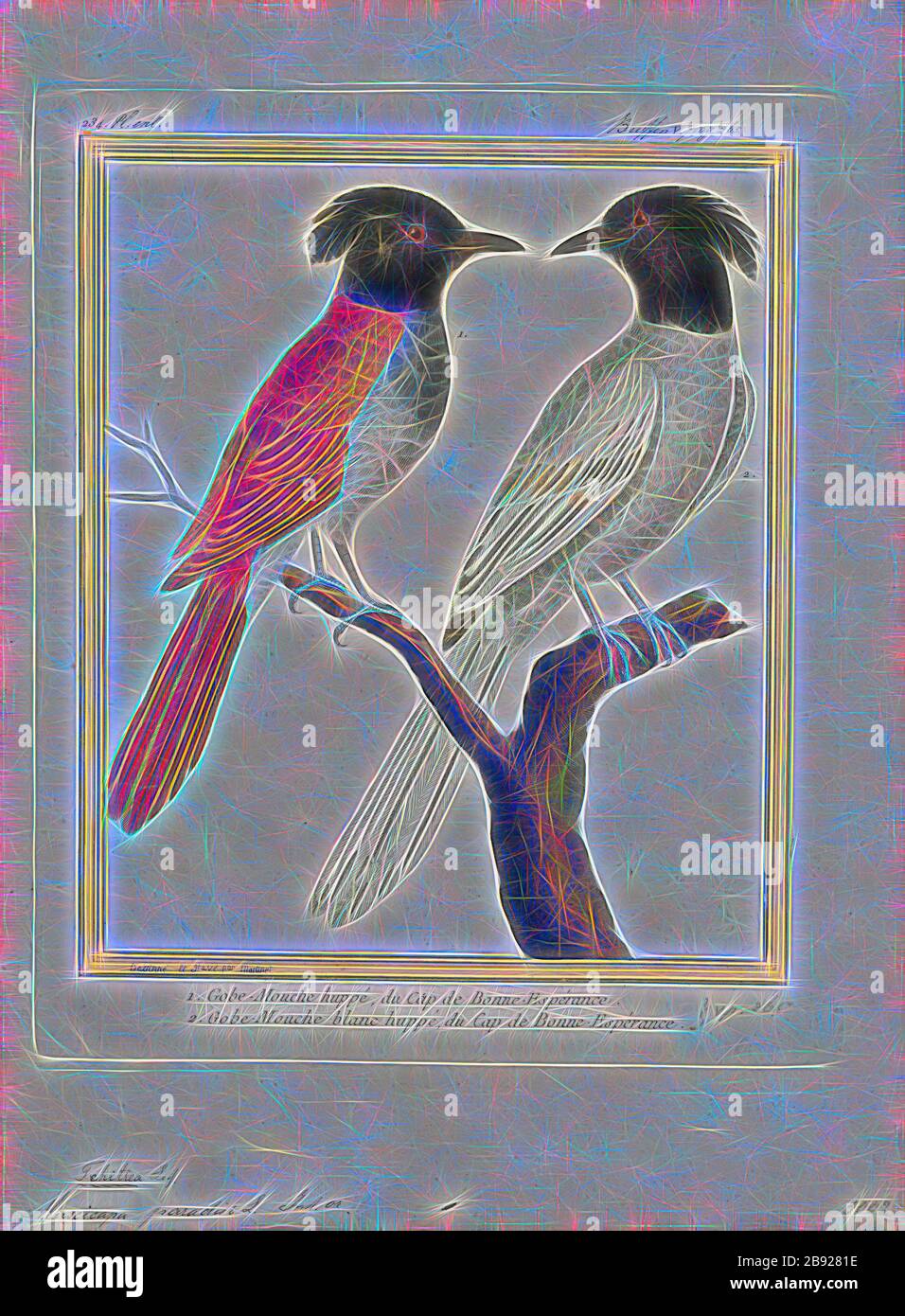 Tchitrea Paradisi, Print, The Indian Paradise Flycatcher (Terpsiphone paradisi) ist ein mittelgroßer Passiervogel, der in Asien heimisch ist und dort weit verbreitet ist. Da die Weltbevölkerung als stabil gilt, wird sie seit 2004 auf der Roten Liste der Weltnaturschutze als am wenigsten betroffen geführt. Sie ist auf dem indischen Subkontinent, Zentralasien und Myanmar heimisch., 1700-1880, von Gibon neu vorgestellt, Design von warmem, fröhlichem Leuchten von Helligkeit und Lichtstrahlen. Klassische Kunst mit moderner Note neu erfunden. Fotografie, inspiriert von Futurismus, mit dynamischer Energie moderner Technologie, Bewegung, Geschwindigkeit und Revolut Stockfoto