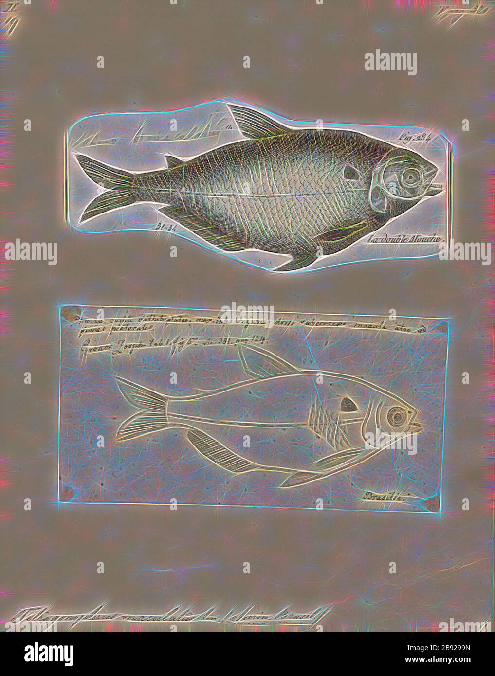 Tetragonopterus maculatus, Print, Tetragonopterus ist eine Fischart aus der Familie der in Südamerika heimischen Characiden, 1700-1880, von Gibon neu erdacht, Design von warmfröhlichem Leuchten von Helligkeit und Lichtstrahlen. Klassische Kunst mit moderner Note neu erfunden. Fotografie, inspiriert vom Futurismus, die dynamische Energie moderner Technologie, Bewegung, Geschwindigkeit und Kultur revolutionieren. Stockfoto