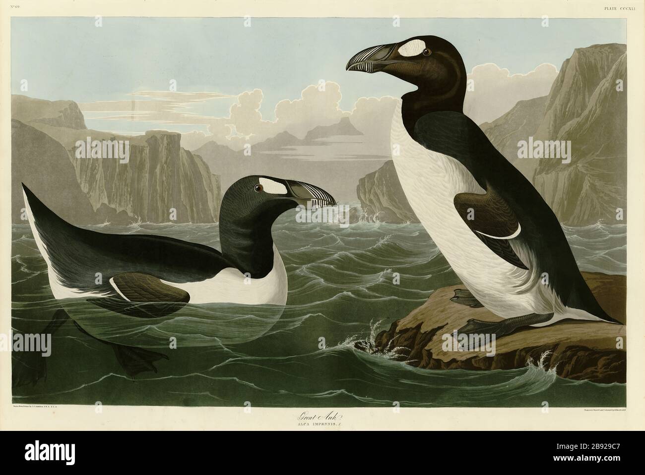 Platte 341 Great Auk, von The Birds of America Folio (187-184) von John James Audubon - sehr hochauflösendes und qualitativ hochwertiges bearbeitetes Bild Stockfoto