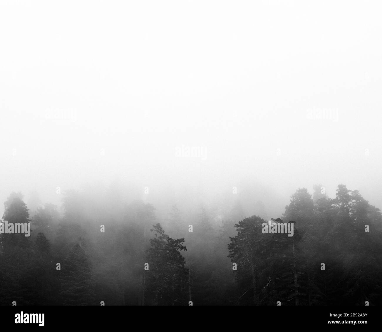 Nebel ragt inmitten der Bäume des Redwood National Park Stockfoto
