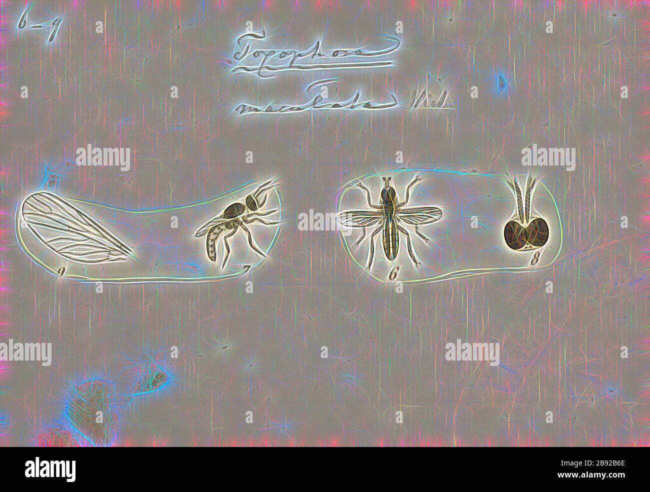 Toxophora, Print, Toxophora ist eine Gattung von Fliegen, die zur Familie Bombyliiiden (Bienenfliegen) gehört. Es gibt 47 beschriebene Arten, die auf der ganzen Welt verbreitet sind, obwohl sie im Südwesten der Vereinigten Staaten und im westlichen Mittelmeer am häufigsten vorkommen. Weltkatalog der Bienenfliegen (Diptera: Bombyliiiden) es sind seltsame, stochende, robuste Fliegen mit einer jagdgestützten Form, mit einer Körperlänge von 6-12 mm und Flügeln 4 bis 7,5 mm. Die meisten Arten sind schwarz mit Bänderung oder Flecken., von Gibon neu vorgestellt, Design von warmem, fröhlichem Leuchten von Helligkeit und Lichtstrahlen. Klassische Kunst mit moderner Note neu erfunden. Stockfoto