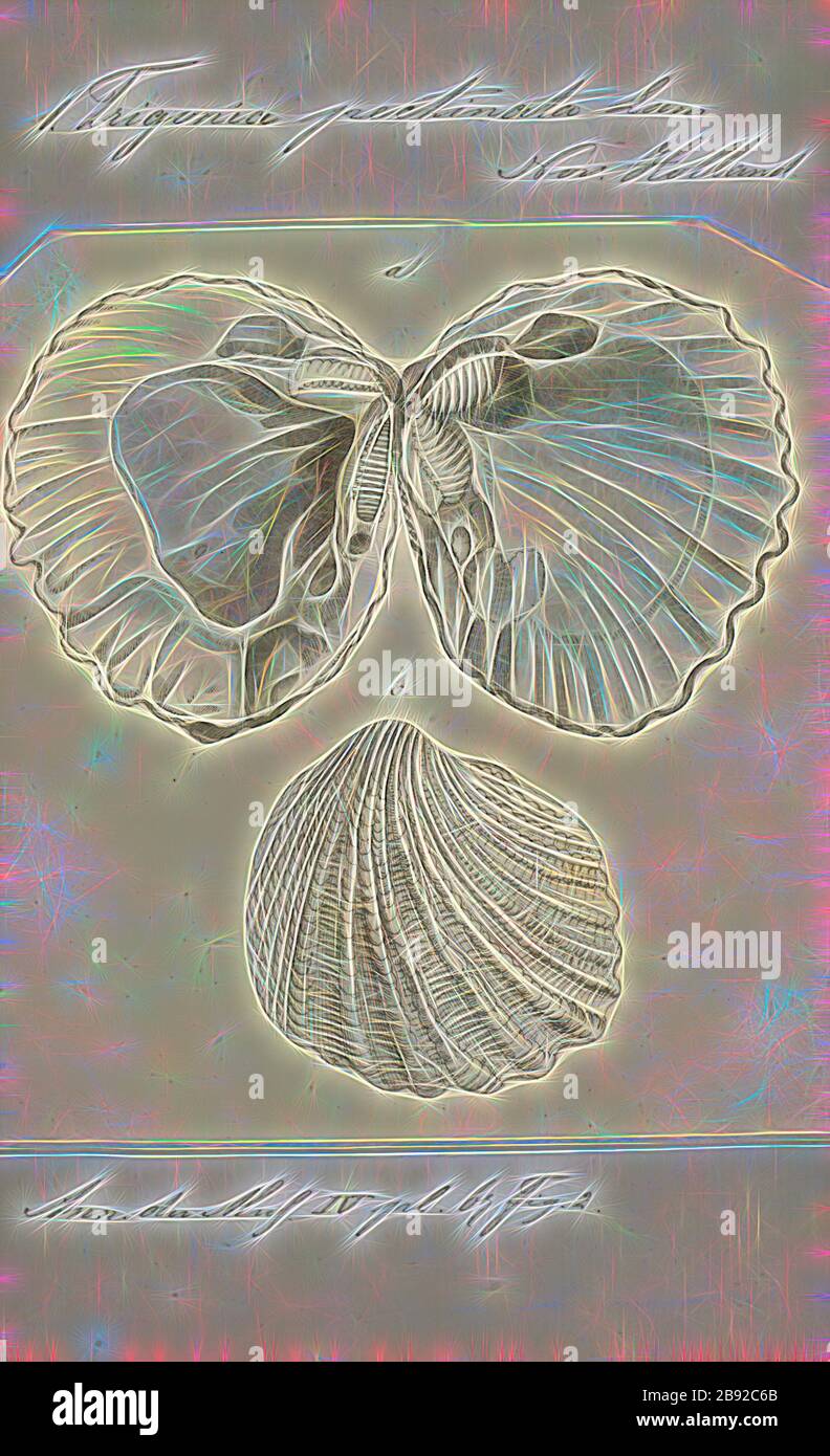 Trigonia pectinata, Druck, Diagramm von Trigonia costata James
