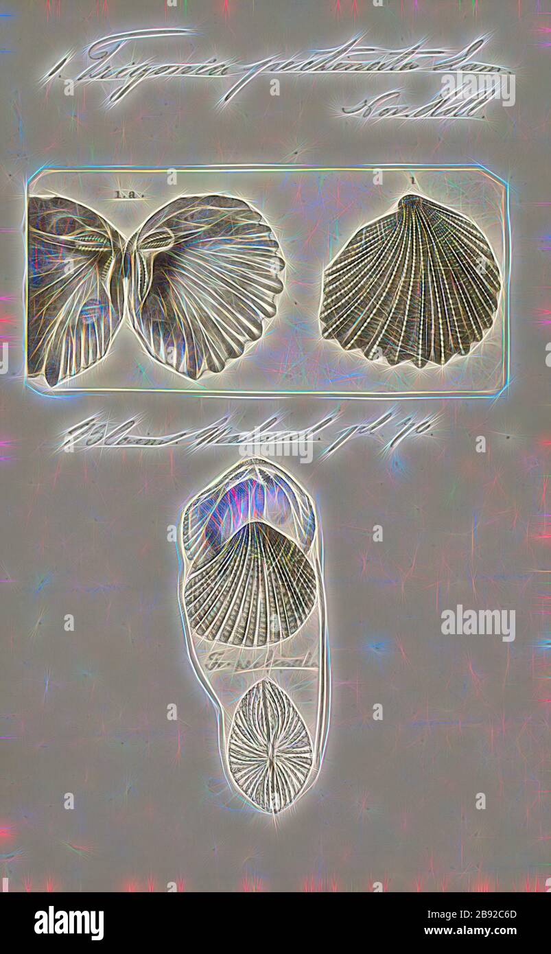 Trigonia pectinata, Druck, Diagramm von Trigonia costata James