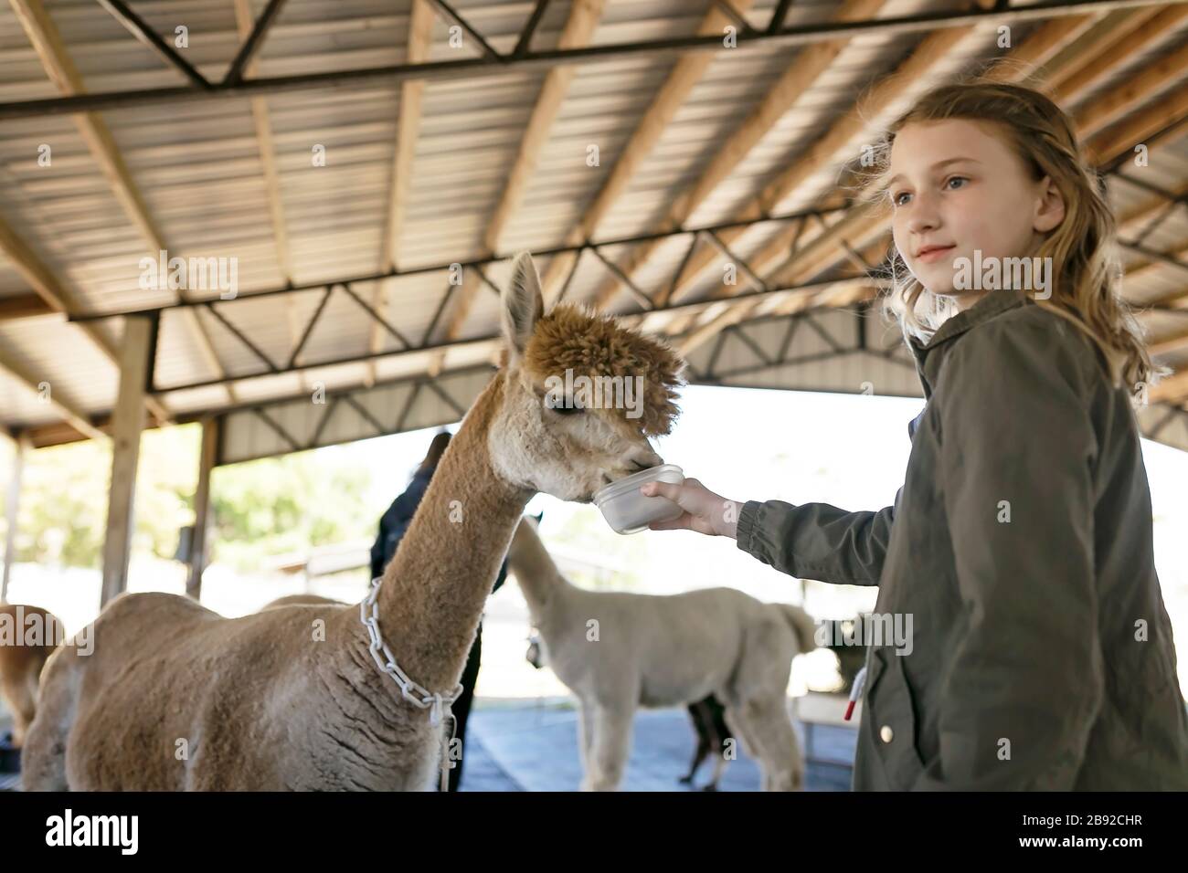 Mädchen füttern Huachaya Alpaca auf Alpaca Farm in Scheune Stockfoto