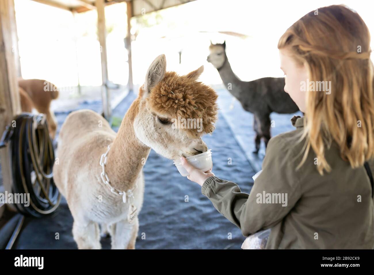 Mädchen füttern Huachaya Alpaca aus Tasse in der Scheune auf Alpaca Farm Stockfoto