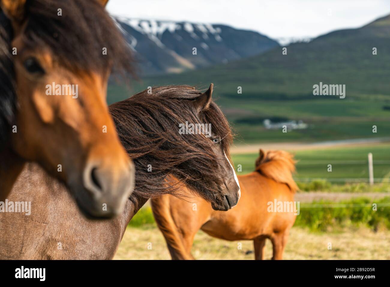 Isländische Pferde Im Ländlichen Island Nordostregion Stockfoto