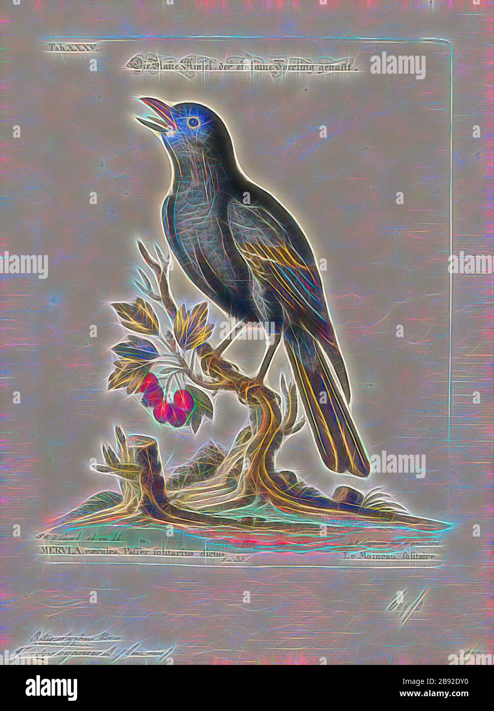 Turdus Cyanus, Print, True Thrush, True Thrushes sind mittelgroße meist