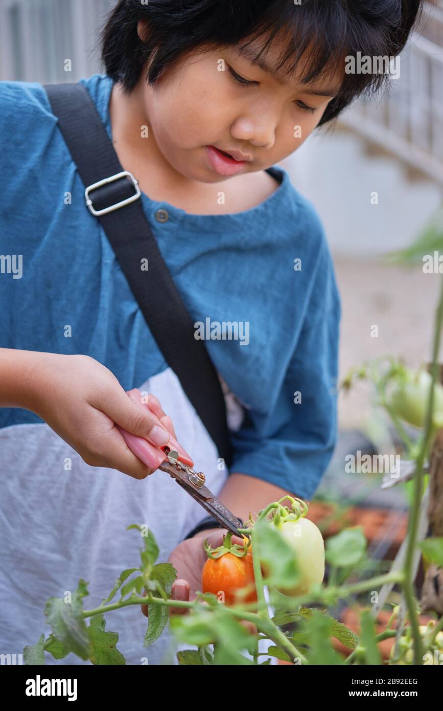 Ein Junge pflückt eine Tomate im heimischen Garten Stockfoto