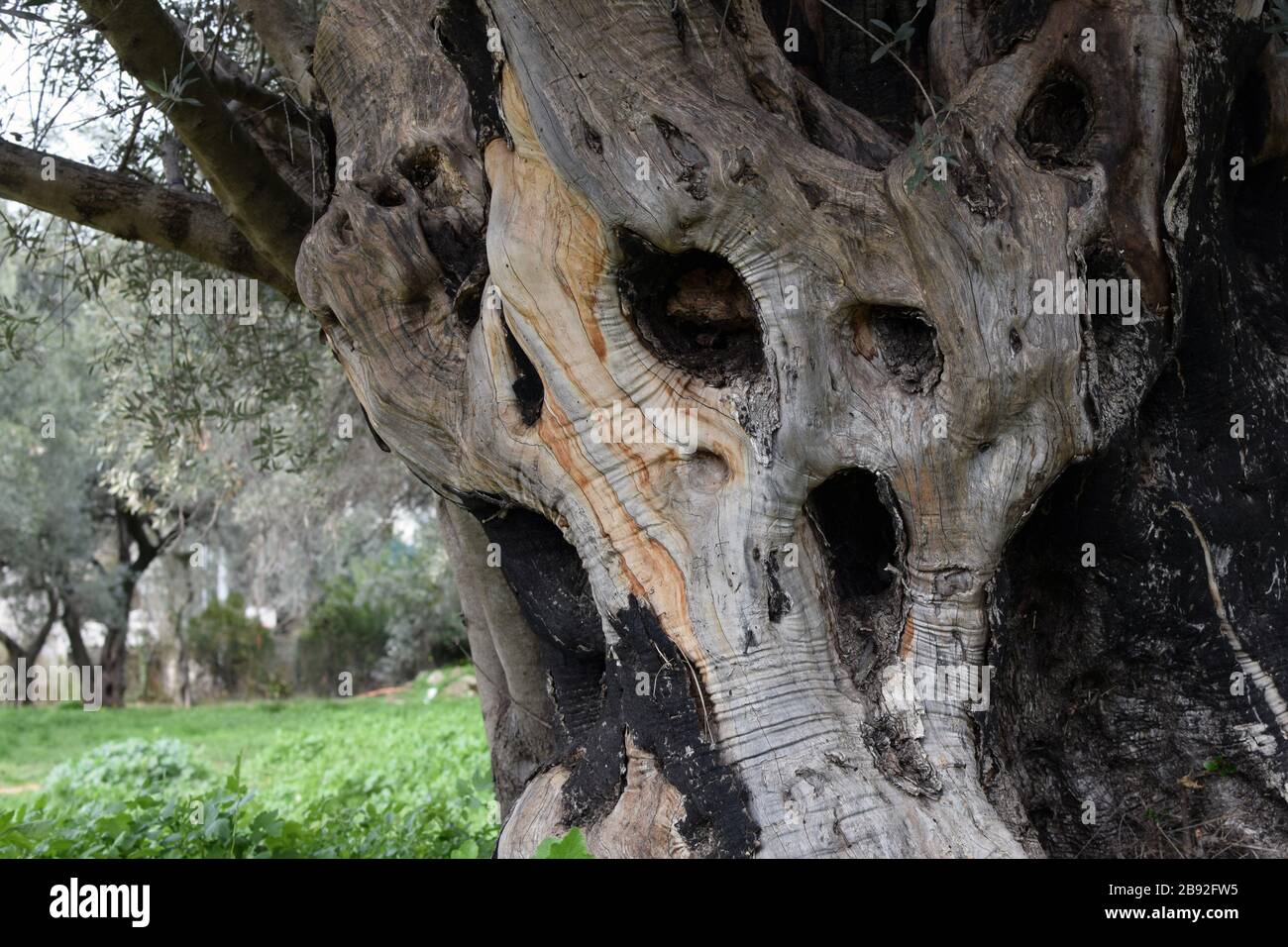 Die alte Ölbaumstammmulde sieht aus wie schreiendes Monster. Stockfoto