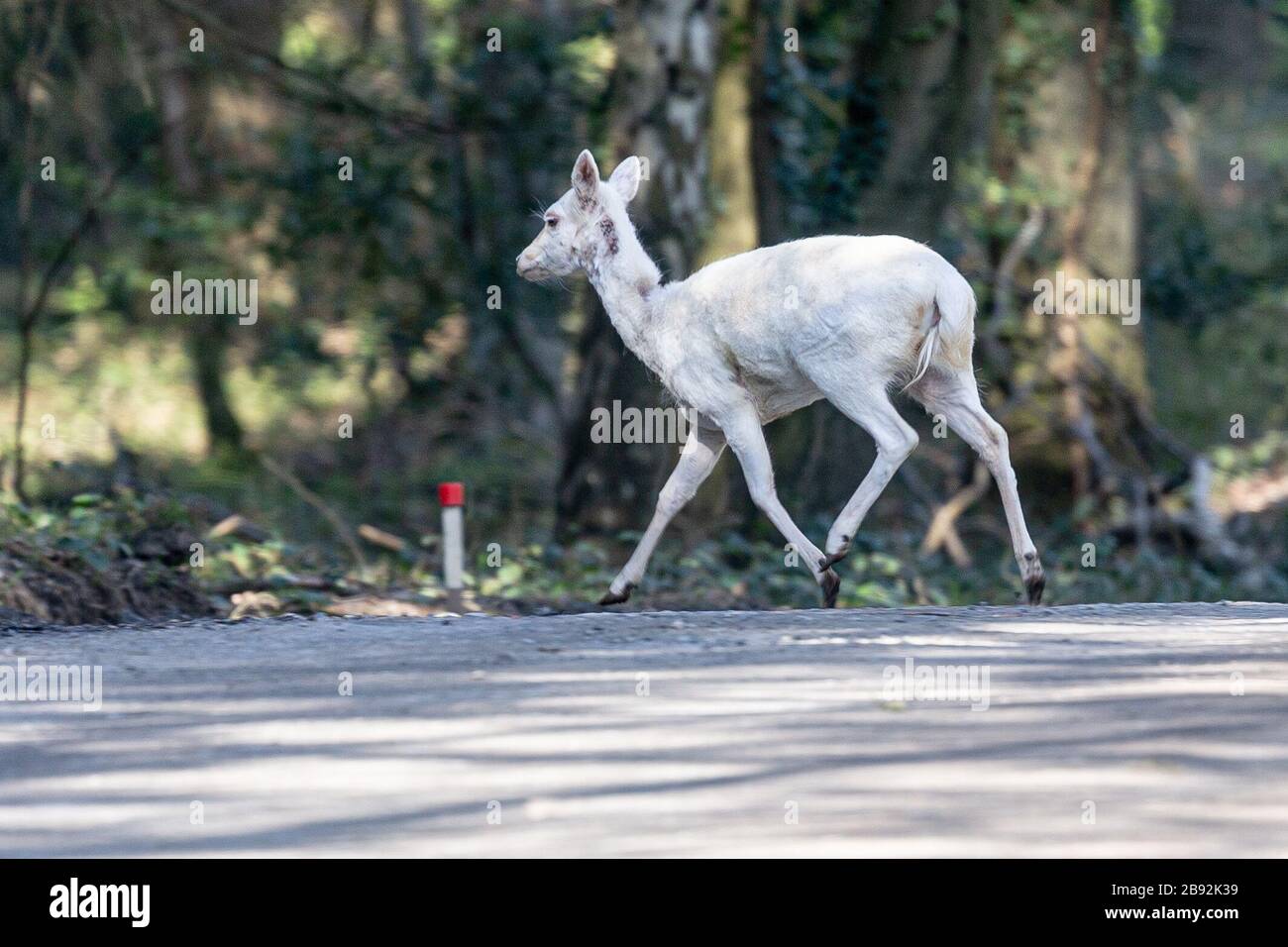 Seltene Haarkondition Stockfotos Und Bilder Kaufen Alamy