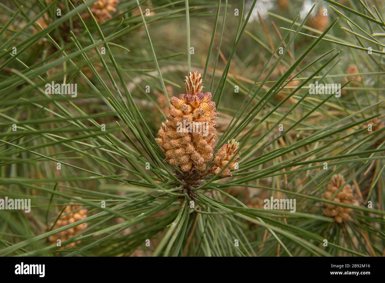 Pinienzapfen an einem japanischen Schwarzen Kiefernbaum (Pinus thunbergii) auf der Insel Tresco auf den Scilly-Inseln, England, Großbritannien Stockfoto