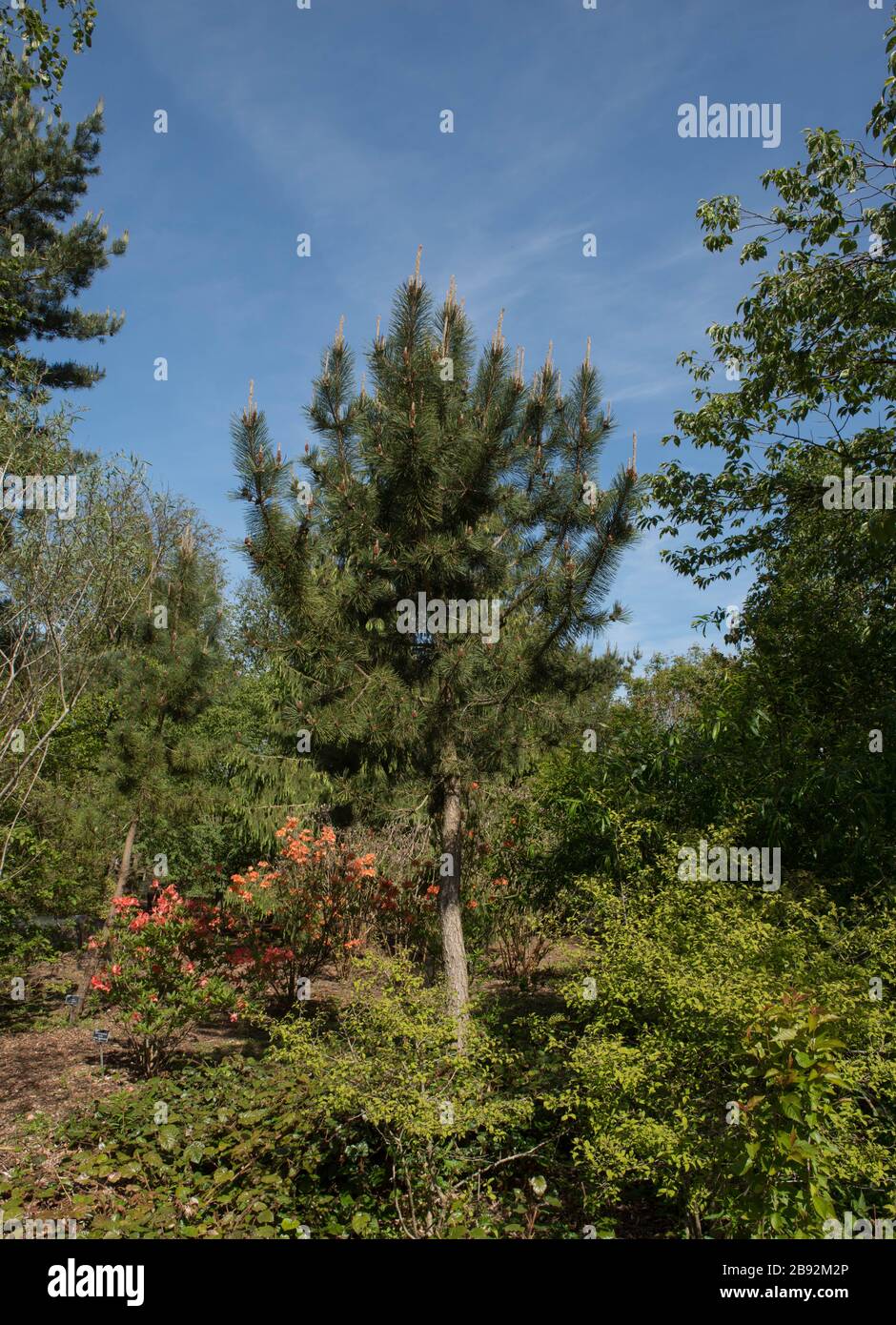 Frühlingslaub eines japanischen Schwarzen Kiefernbaums (Pinus thunbergii) mit hellblauem Himmel in einem Garten im ländlichen Devon, England, Großbritannien Stockfoto