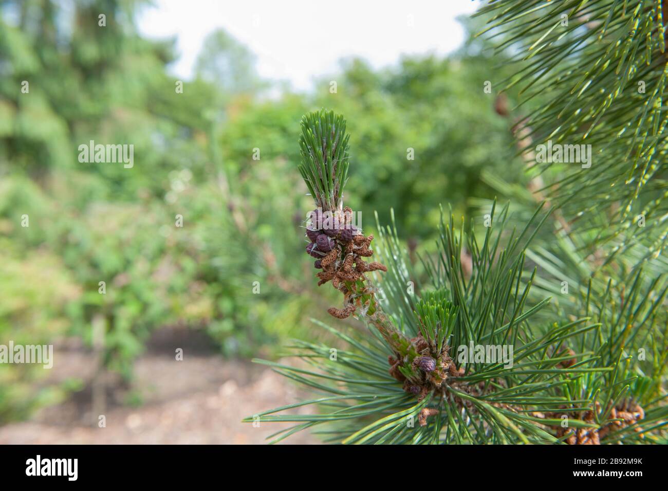 Pinienzapfen auf einem japanischen schwarzen Pinetree (Pinus thunbergii) im Arboretum bei Rosemoor, Devon, England, Großbritannien Stockfoto