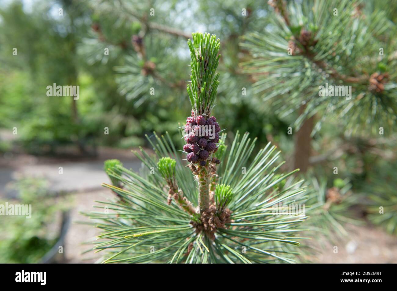 Pinienzapfen auf einem japanischen schwarzen Pinetree (Pinus thunbergii) im Arboretum bei Rosemoor, Devon, England, Großbritannien Stockfoto