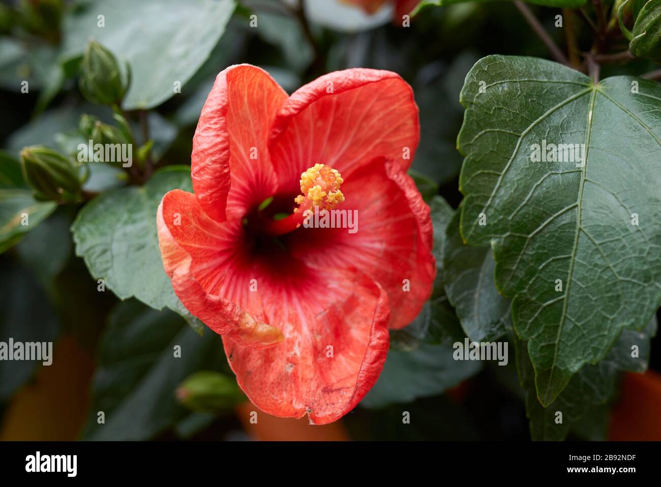 Hibiscus rosa-sinensis Strauch blüht Stockfoto
