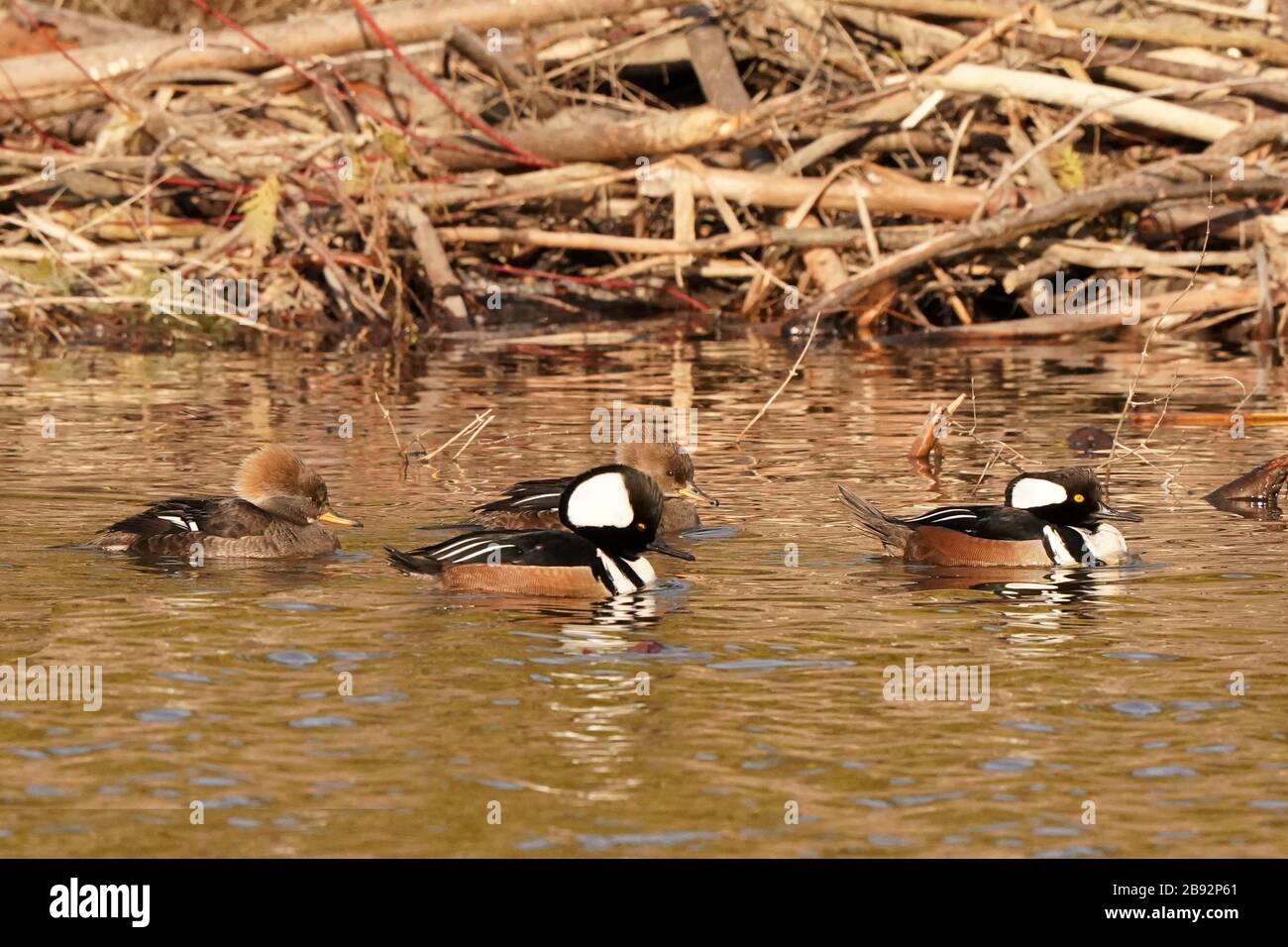 Hooded Merganser in der Brutzeit scharen sich Stockfoto