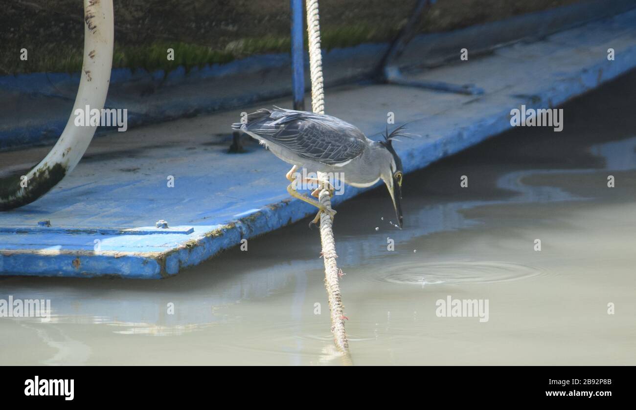 Gestreifte Heron, Krabi 190120 Stockfoto