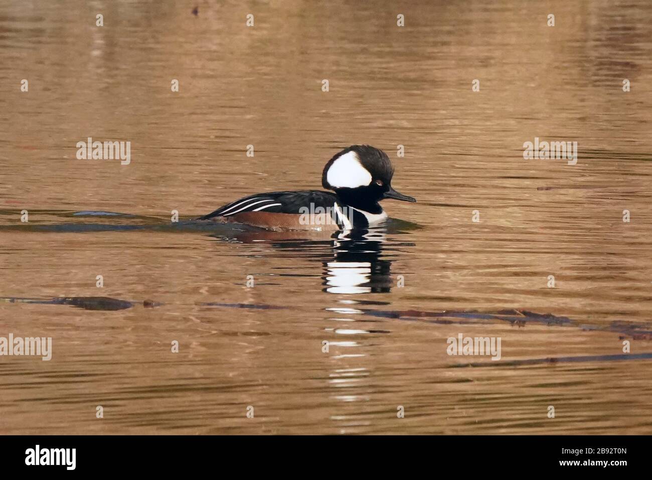 Hooded Merganser in der Brutzeit scharen sich Stockfoto