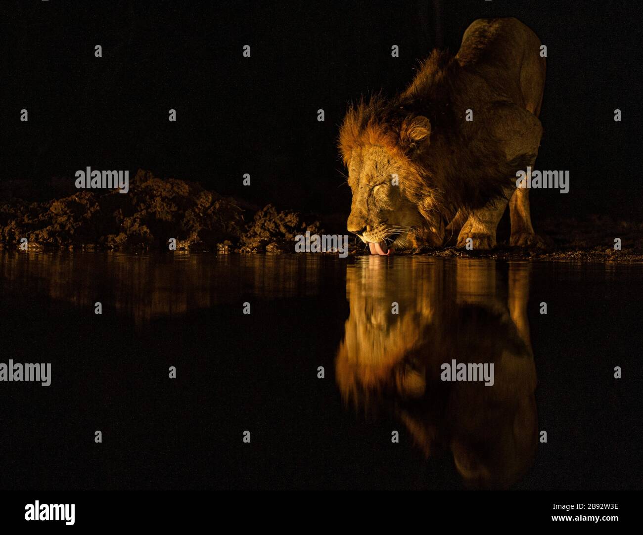Lion nachts im Wasserloch Stockfoto