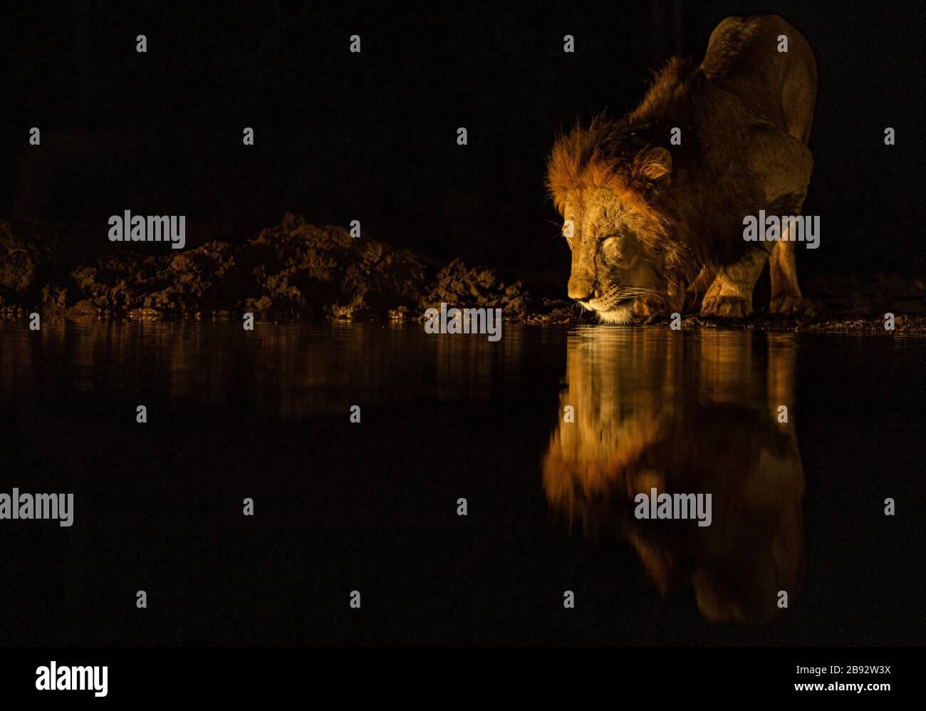 Lion nachts im Wasserloch Stockfoto