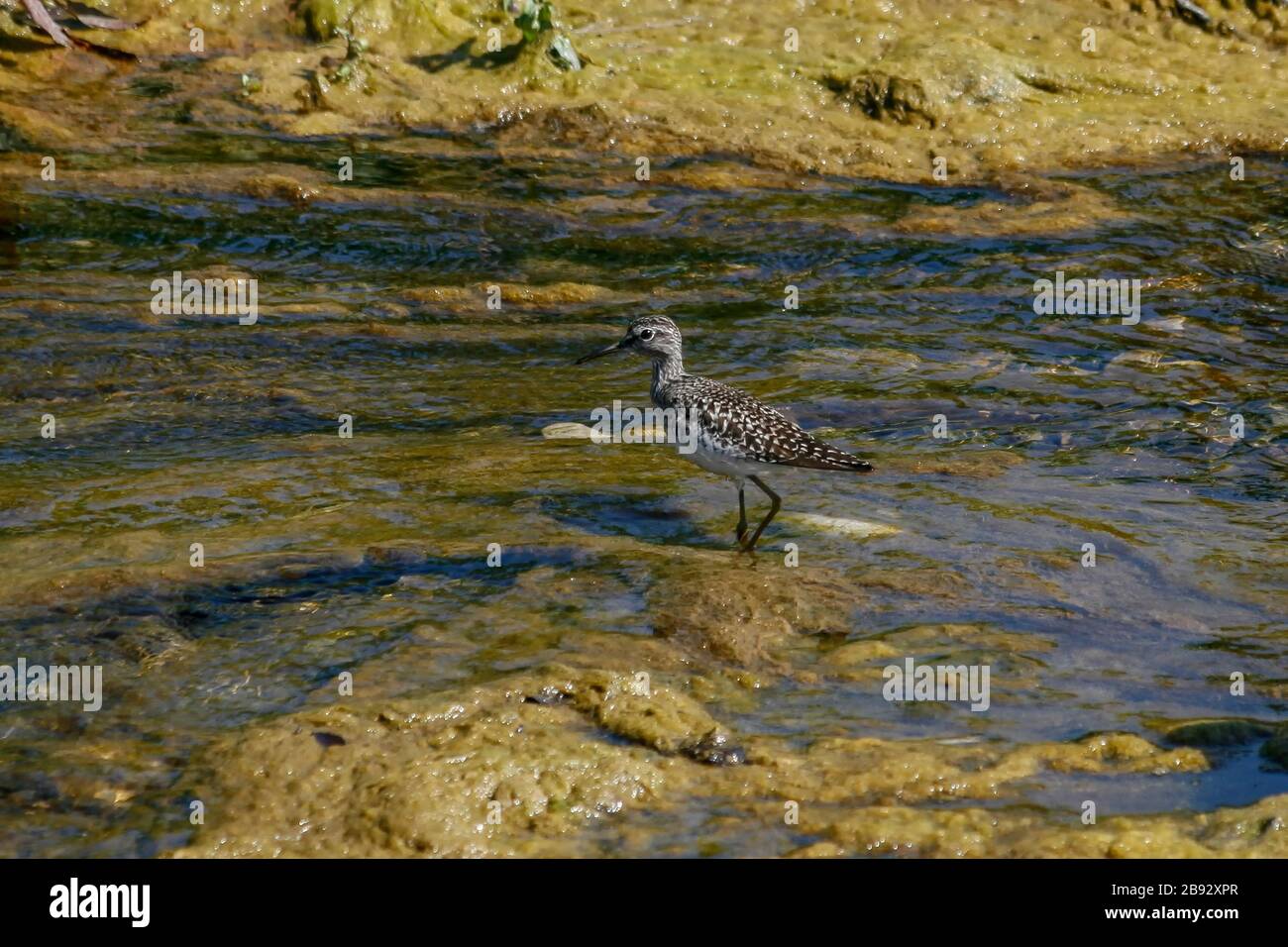 Weniger Yellowlegs, eine Schnepfenart in der Familie von Snipe Stockfoto