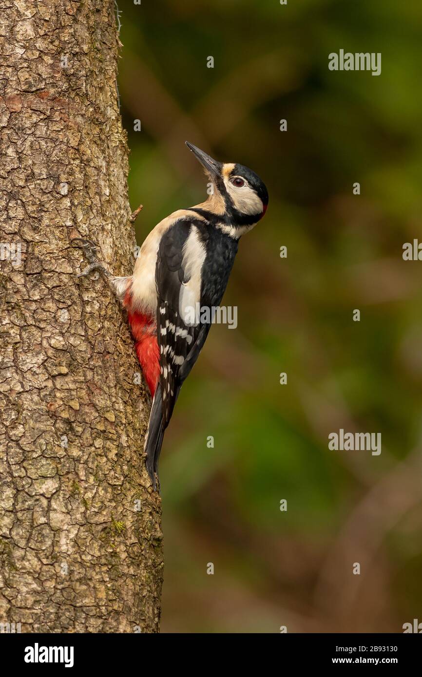 Größere Spotted Woodpecker Stockfoto