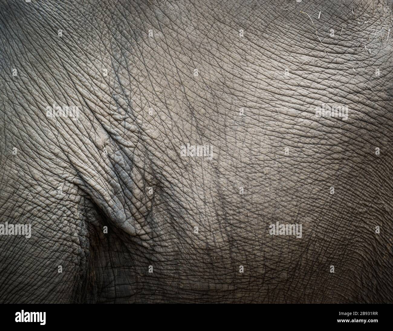 Elefanten Haut Textur Stockfoto