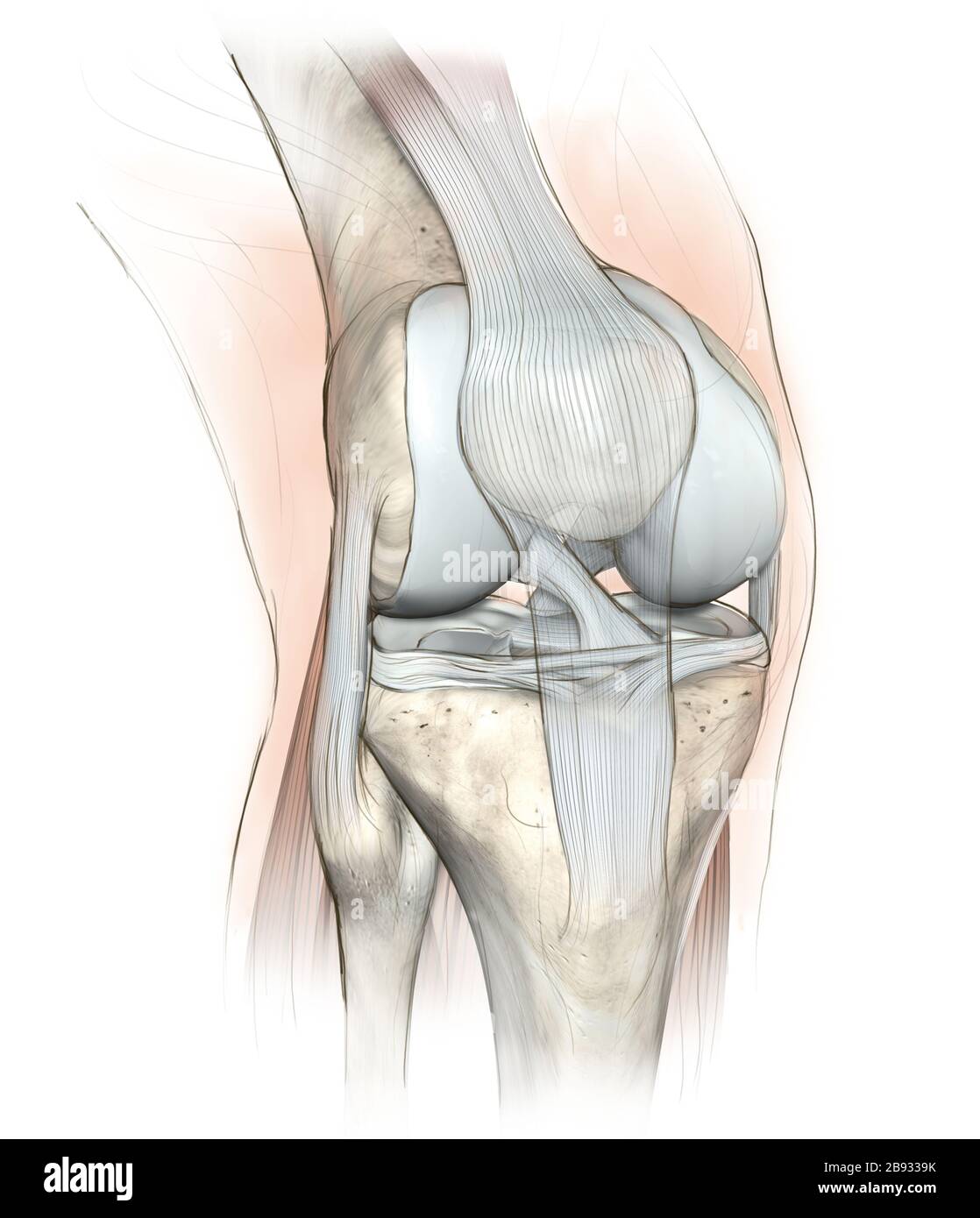 Abbildung der Handzeichnung mit menschlichem Kniegelenk mit Oberschenkel, Gelenkknorpeln, Meniskus, medialem Kollateralband, Gelenkknorpeln und Patellen Stockfoto