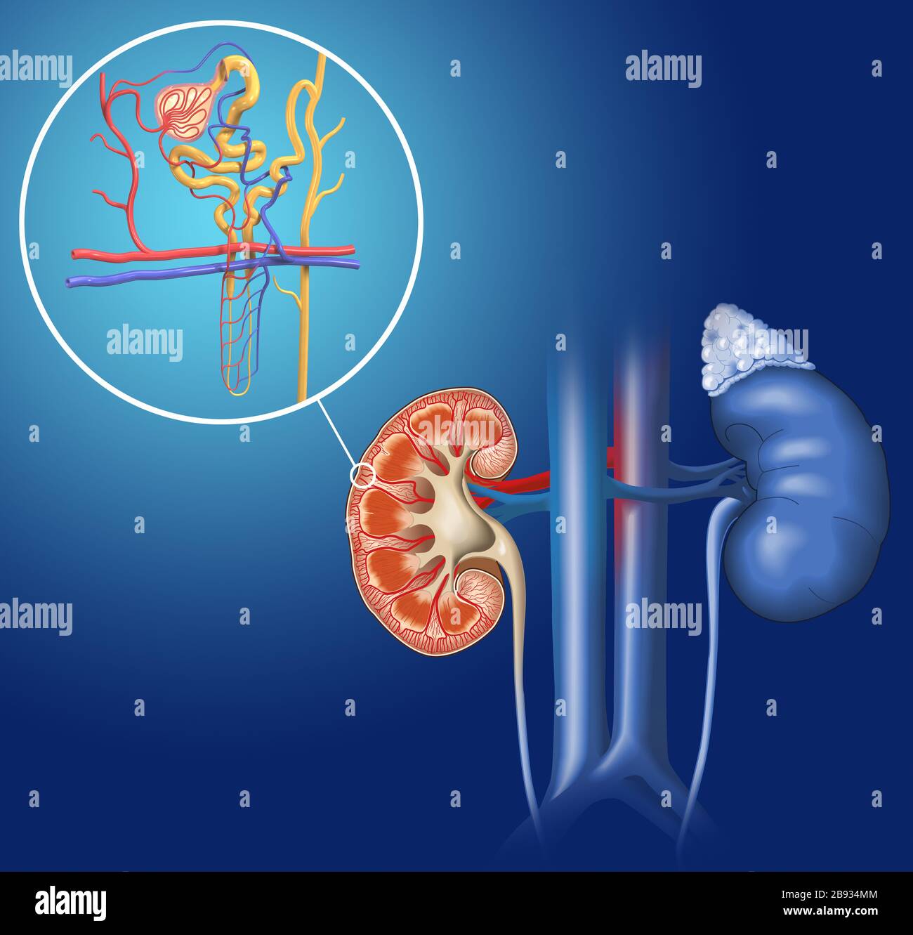 3DDarstellung der Struktur eines Nephrons, der grundlegenden Struktur