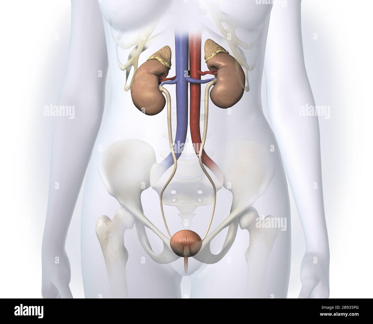 3D-Darstellung der weiblichen Harnwege mit Nieren, Blutgefäßen, Harnleiter und Harnblase Stockfoto