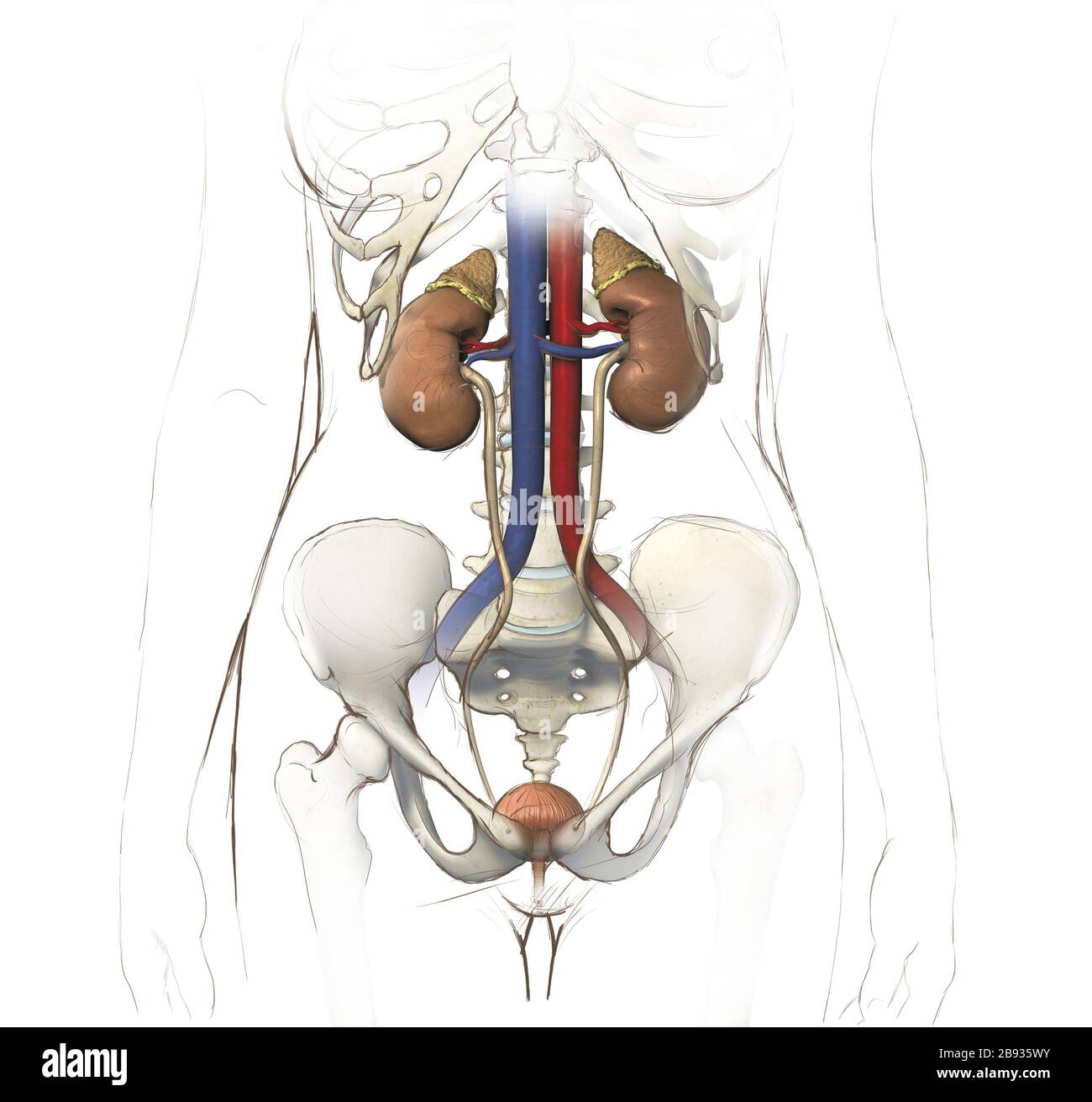 Abbildung: Weibliche Harnwege mit Nieren, Harnleiter und Blase, medizinische Kunstwerke Stockfoto