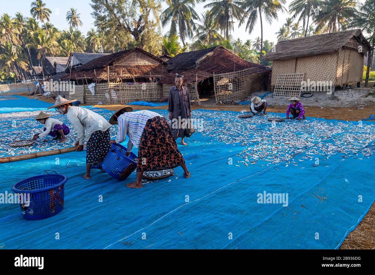 Der morgendliche Fang ist im Fischerdorf Ngapali angekommen. Der Fisch wird an Land gebracht und geteilt oder verkauft. Ngapali, Rakhine-Staat, Myanmar. Frauen sortieren Stockfoto