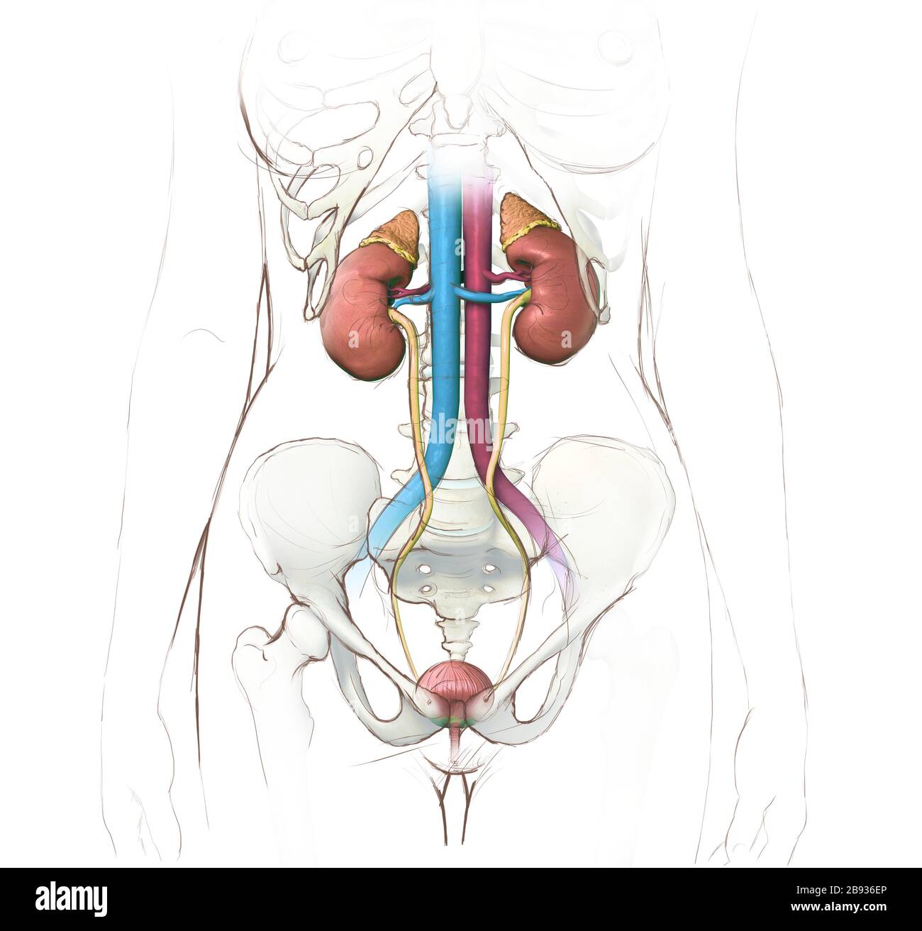 Abbildung: Weibliche Harnwege mit Nieren, Harnleiter und Blase, medizinische Illustration Stockfoto