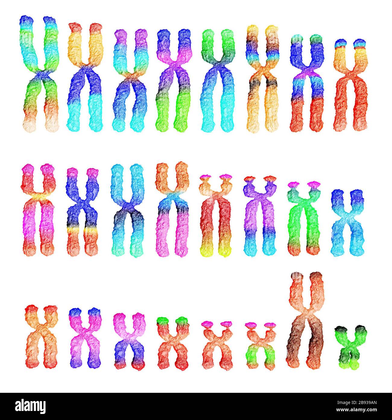 3D-Abbildung (Karyogramm) der menschlichen Chromosomen eines Mannes Stockfoto