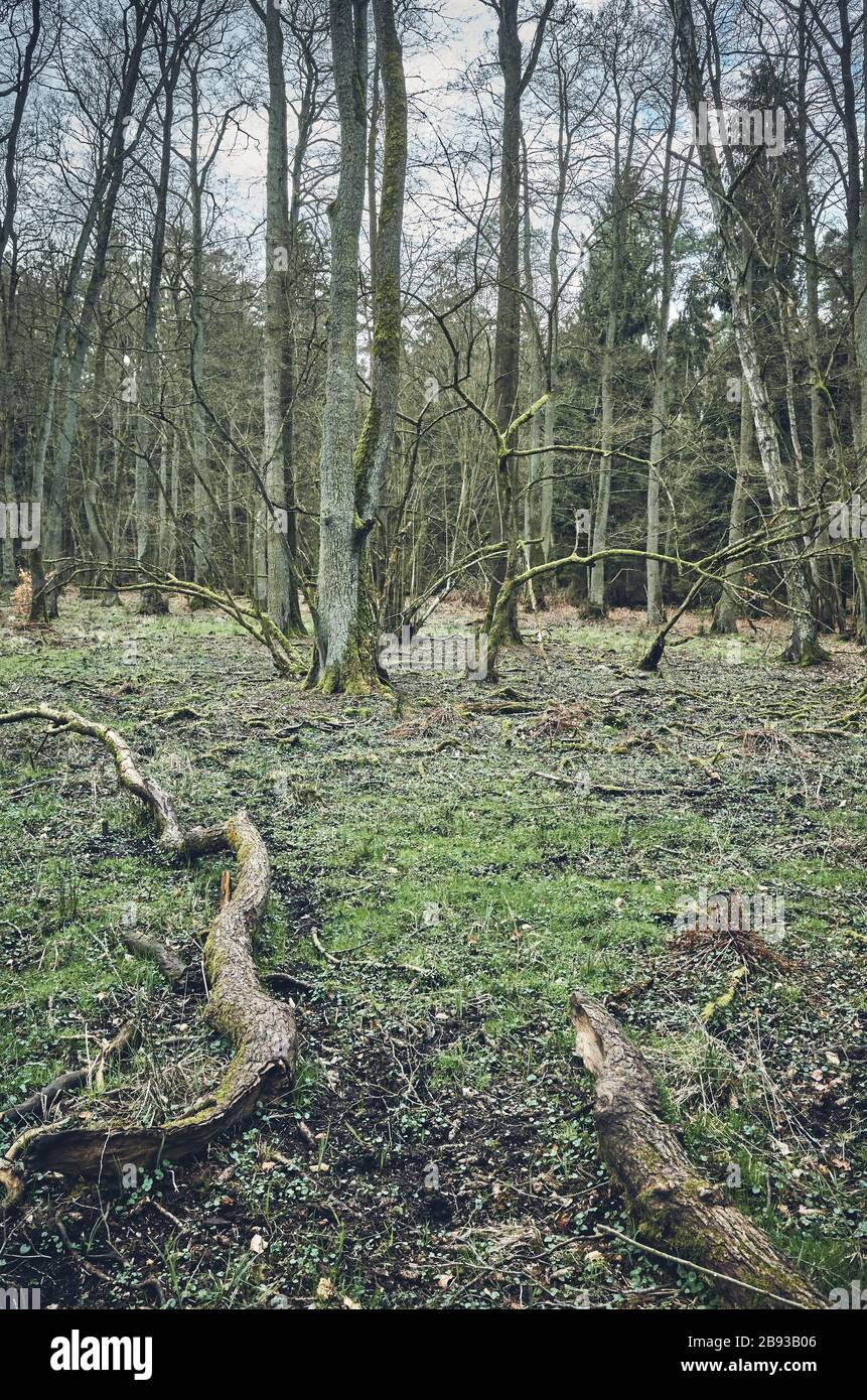 Bild eines alten Waldes, Farbtonierung angewendet. Stockfoto Bild eines alten Waldes, Farbtonierung angewendet. Stockfoto