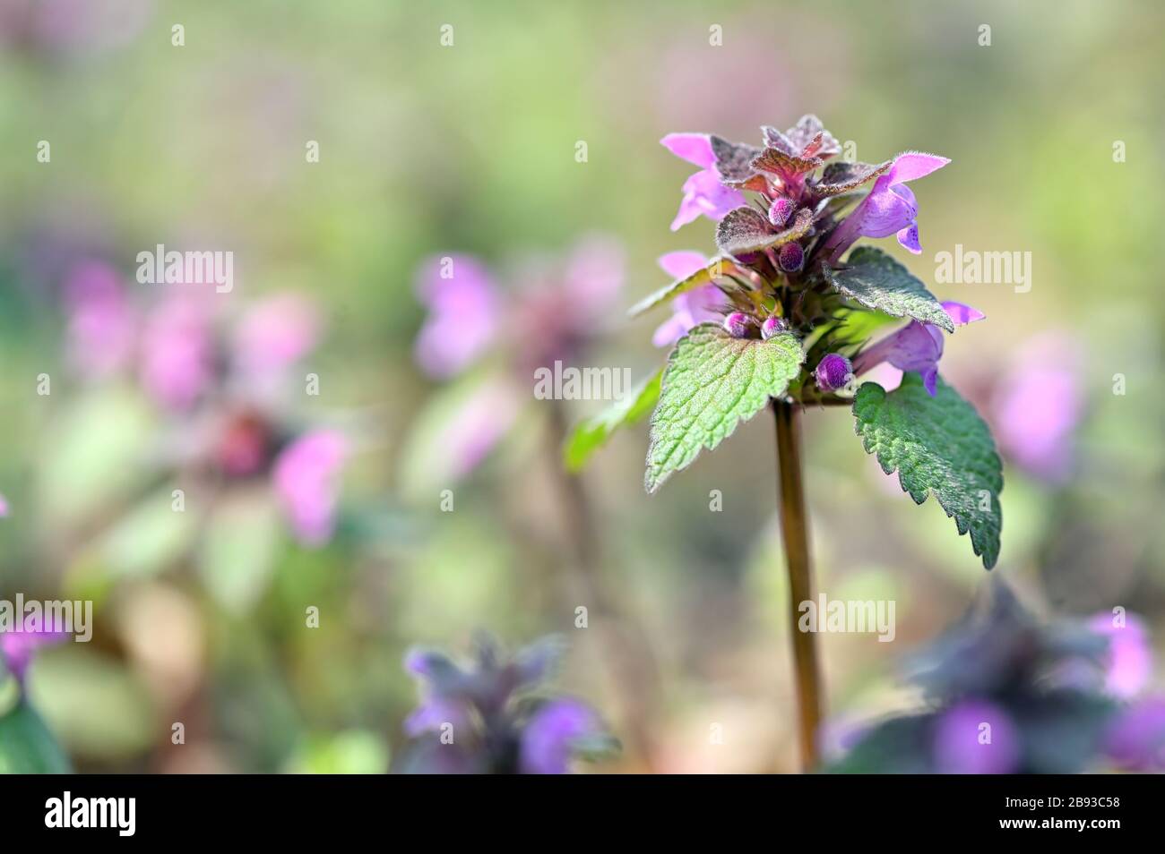 Der Gefleckte Dead-Nettle Lamium Maculatum Blüht Im Frühjahr Stockfoto