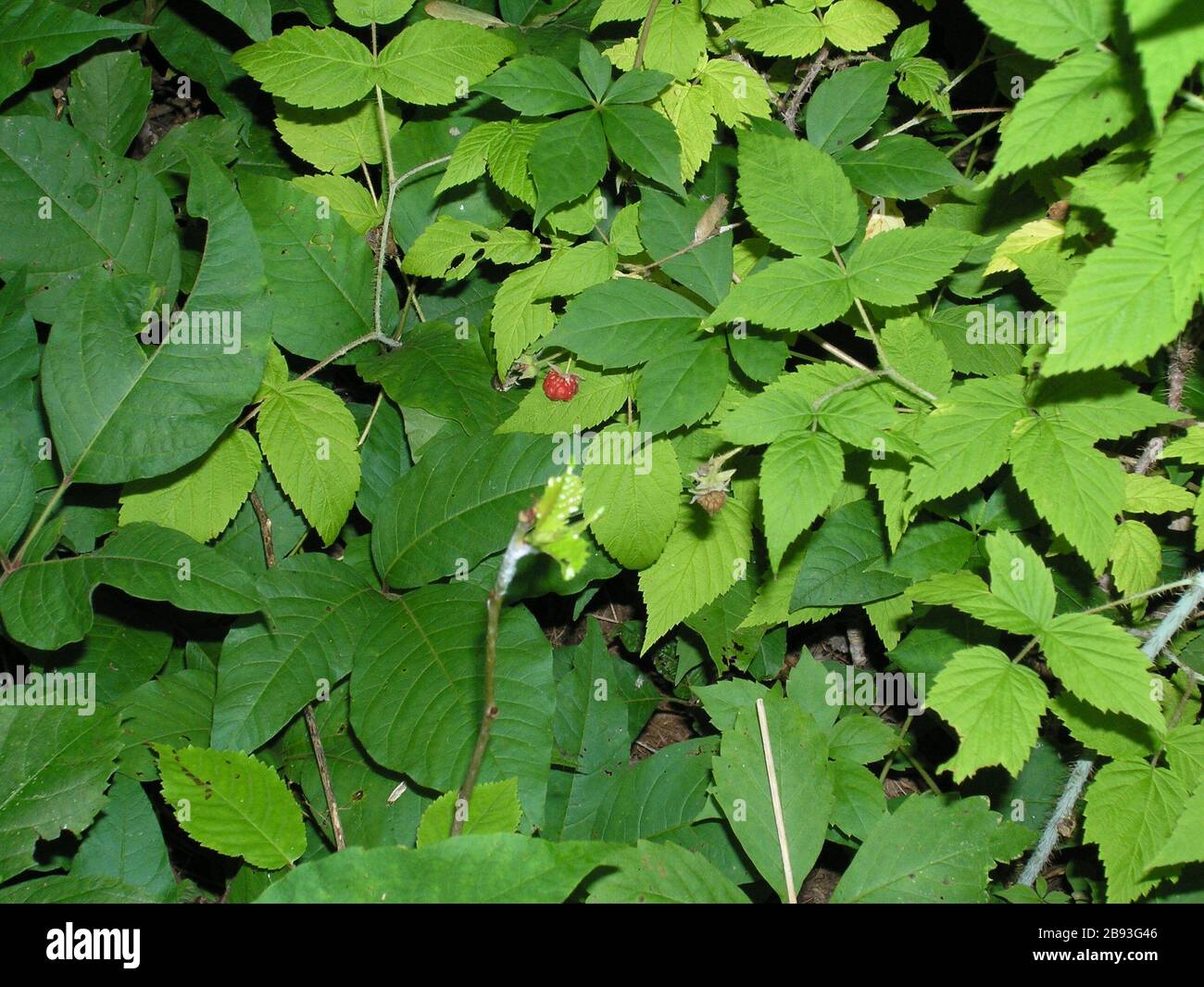 Ein Bild, das ich von wilden Himbeeren, Poison Ivy und Virginia Creeper.  Die leichteren grüne Blätter auf der rechten Seite sind wilde rote  Himbeere. Die dunkleren grünen Blättern auf der linken Seite