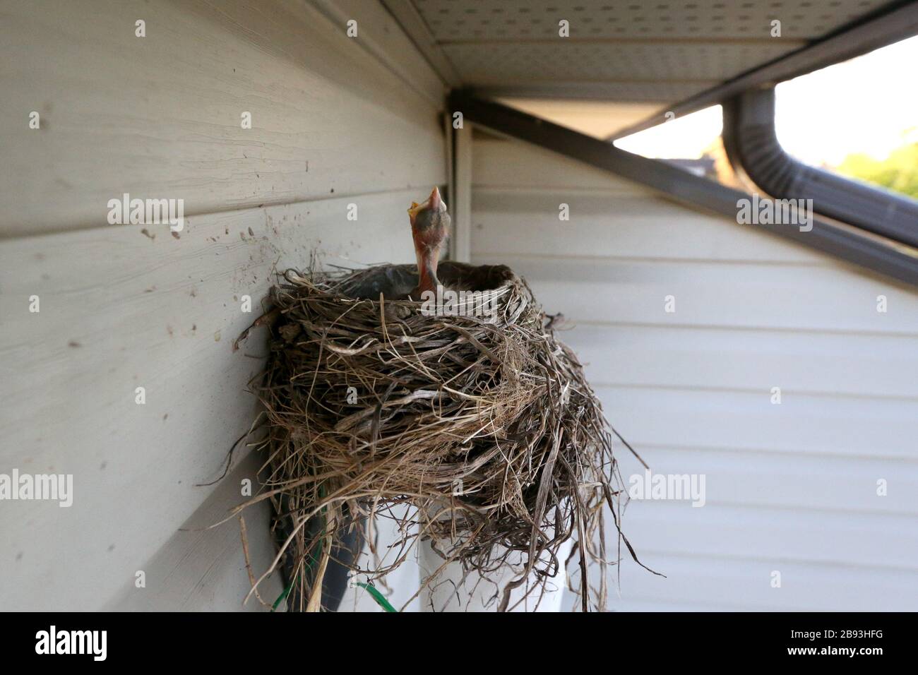 Baby Robin im Nest über Außenlicht Stockfoto