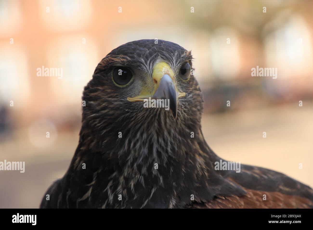 Osterley Park, London Stockfoto