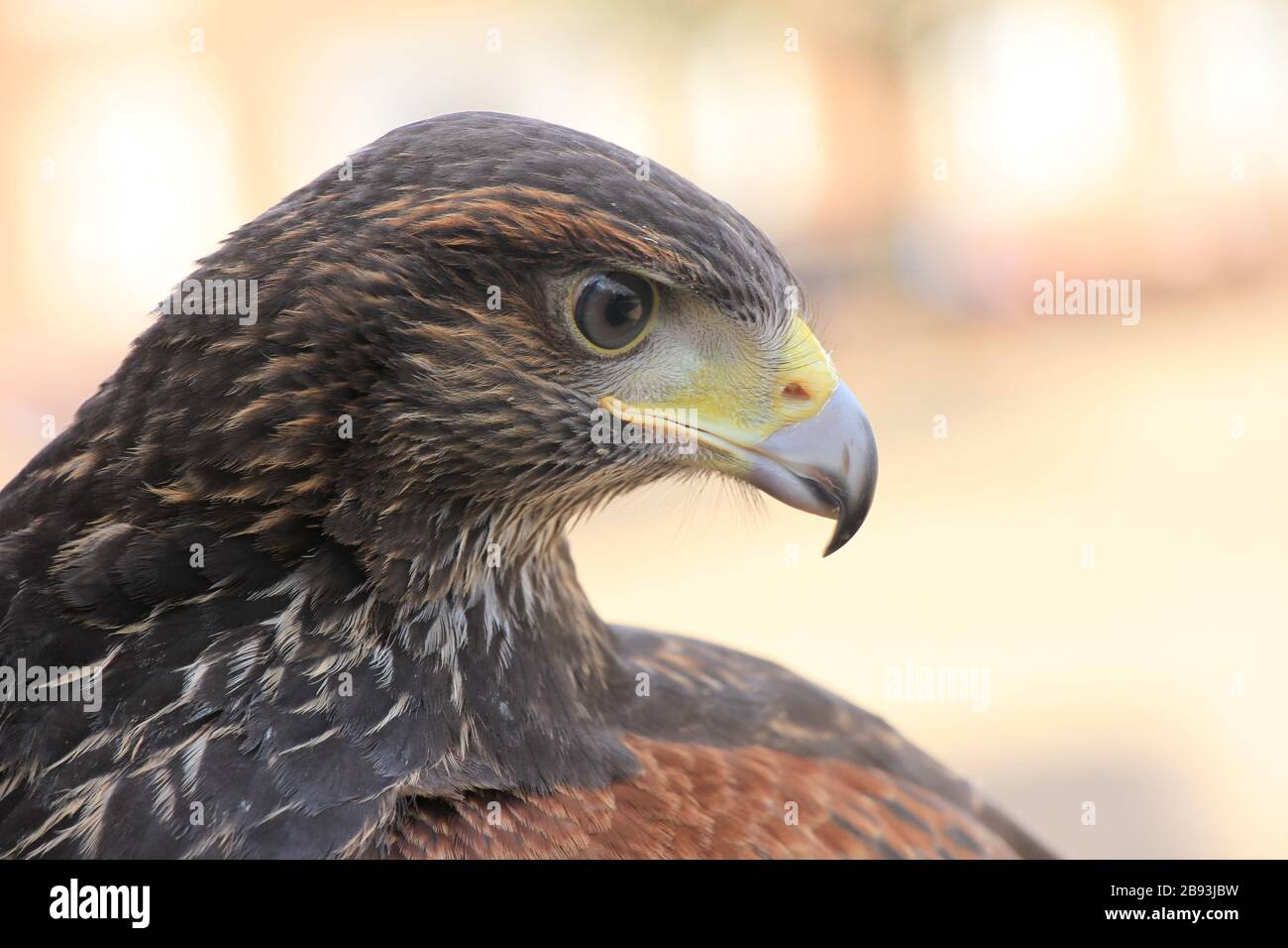 Osterley Park, London Stockfoto
