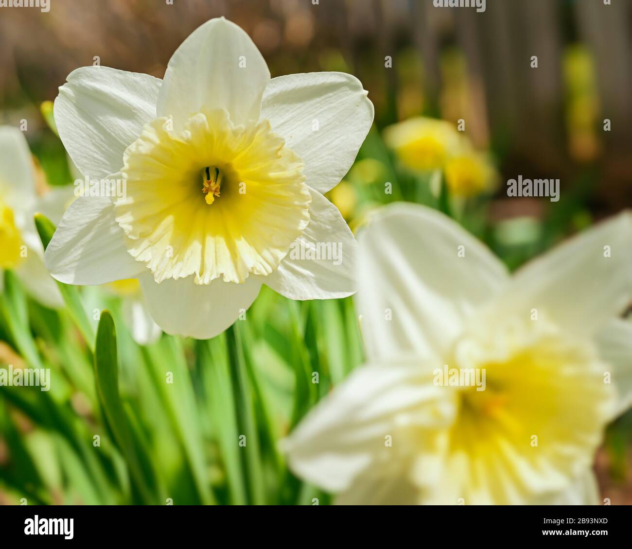 Eisfalten blühen im Heimatgarten. Stockfoto