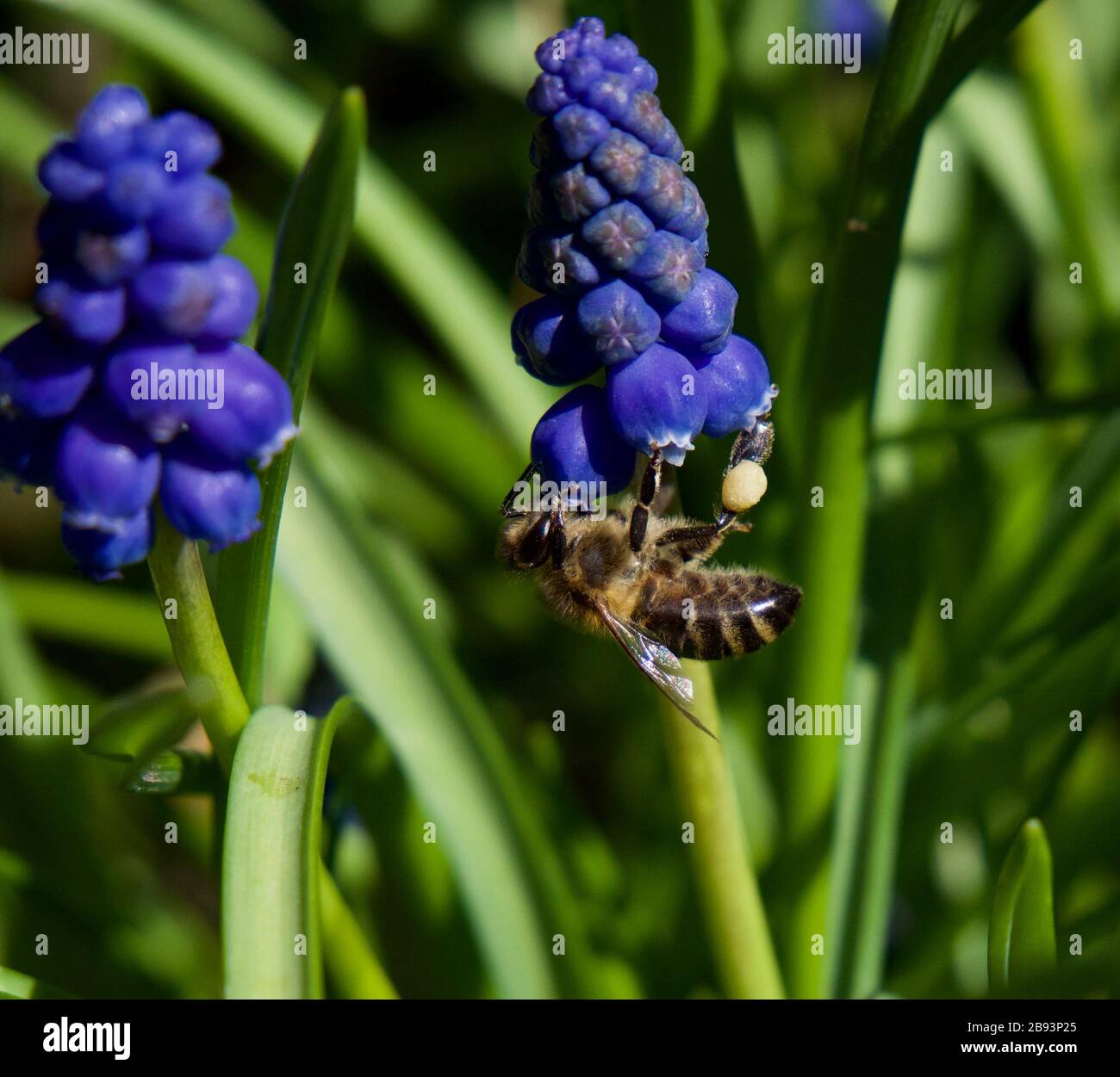 Honigbiene im Frühlingskarten verziehen Stockfoto